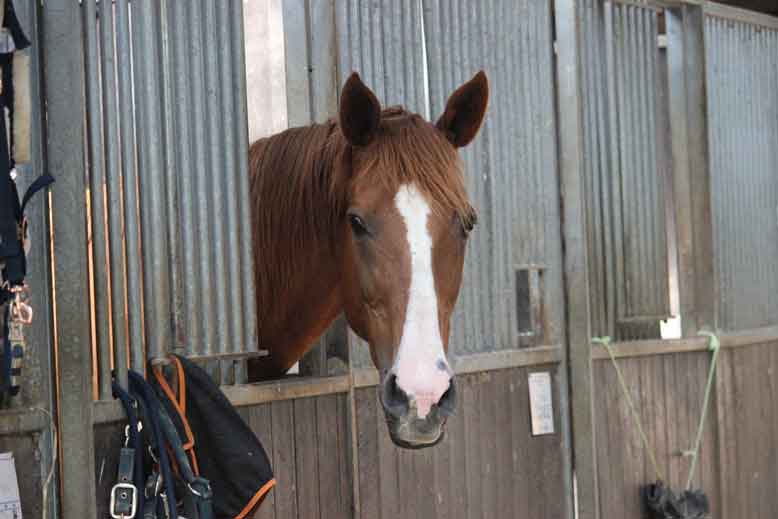 Un cheval dans nos boxes