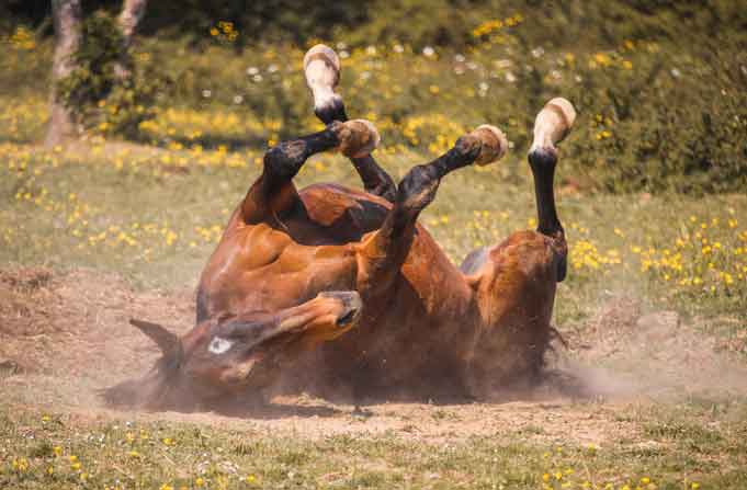 Un cheval dans un de nos prés